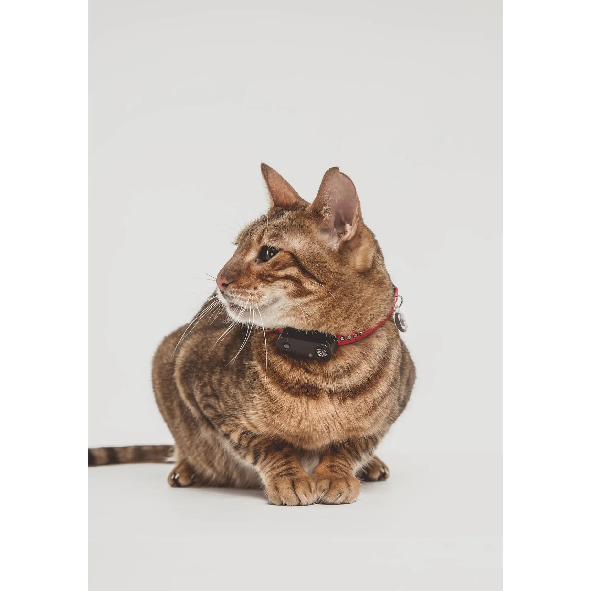 TICKLESS Pet Tick Repellent Mini Cat Black 1 st