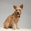 TICKLESS Pet Tick Repellent Pet Black 1 st