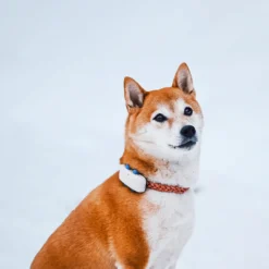 Tractive Dog GPS Tracker LTE 1 st